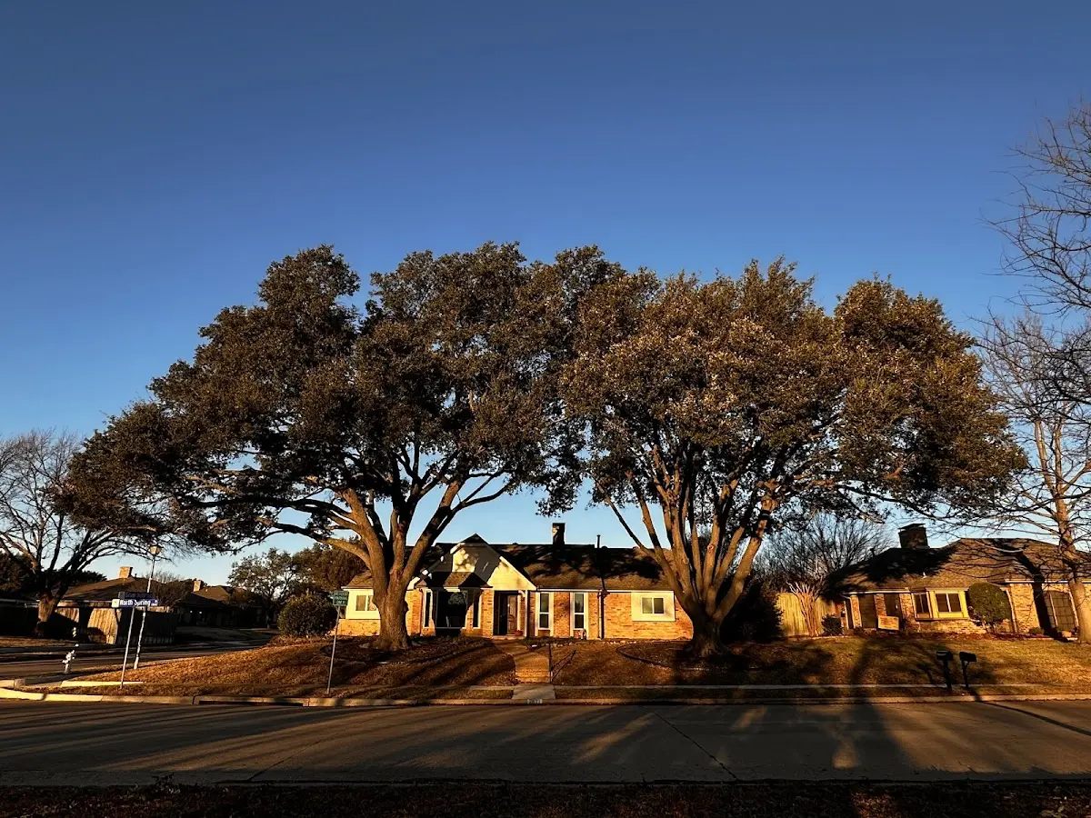 Established residential canopy tree shading a home in Hazel Green